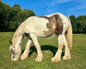 Irish Cob - Luksusowy ogier - 2