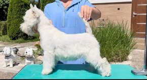 West Highland White Terrier FCI - 2