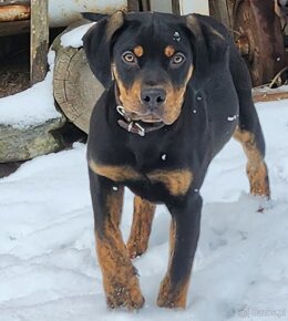 Louisiana Leopard,  Catahoula - 2