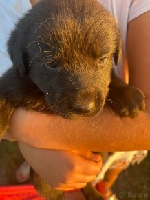 Labrador Retriever - 2