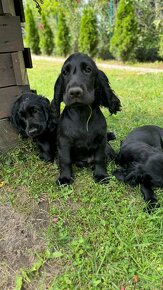 Cocker Spaniel - 2