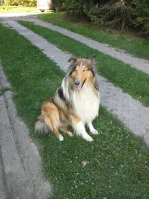 Owczarek szkocki collie długowłosy - 2