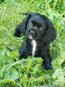 Cocker spaniel amerykanski - 2