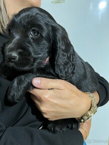 Piękna sunia rasy Cocker Spaniel angielski - 2