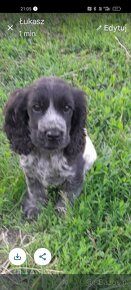 Cocker spaniel szczeniaki szukają kochającego domku - 2