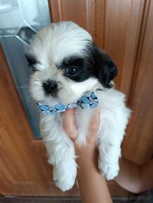 ShihTzu - 2