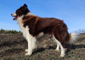 Szczenię Border Collie - Czekoladowy rasowy samiec z Hodowli - 2