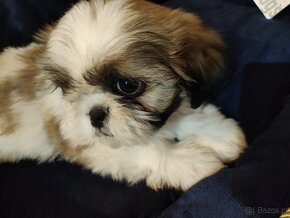 Piesek mieszanka (pekińczyk -shih tzu) - 2