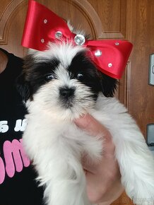 ShihTzu - 2