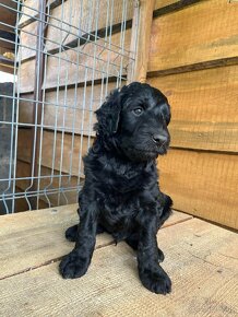 Szczeniak  Rasowy Hybryda Aussiedoodle - 2