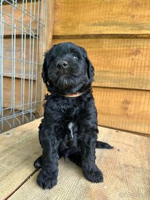 szczeniaki Aussiedoodle - 2