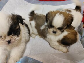 Szczeniaki mieszanka (pekinczyk-shih tzu) - 2