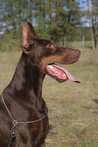 Doberman szczenięta z wyjątkowego skojarzenia ZKwP/FCI - 2