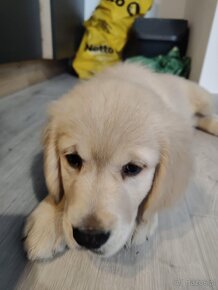 Suczka Golden Retriver - 2