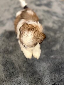 Shih-tzu z rodowodem, Shih tzu, Shi tzu, si cu - 2