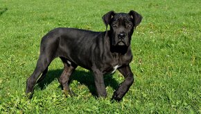 Cane Corso szczenięta FCI pedigree - 2