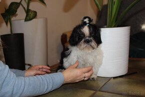 SHIH TZU jak z obrazka - 2