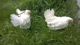 Ferma Sprzeda Kury LEGHORN - DOSTAWA GRATIS - 2