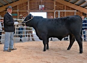 Sprzedam buhaje hodowlane Aberdeen angus - czarne - 2