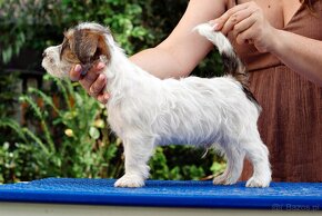 Jack Russell Terrier - hodowla ZKwP, szczenięta z metryką - 2