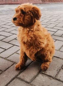 Szczenięta goldendoodle. - 2