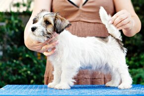 Jack Russell Terrier - hodowla ZKwP, szczenięta z metryką - 2