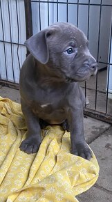 American bully Xl - 2