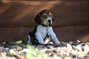 Beagle - same pieski - 2