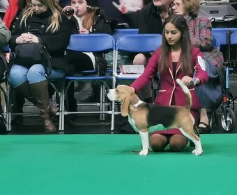 BEAGLE-po champ.ZKwP /FCI - 2