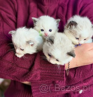 Kocięta Ragdoll płci męskiej i żeńskiej na sprzedaż - 2