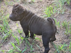 Sprzedam shar pei - 2