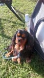 Cavalier King Charles Spaniel krycie - 2