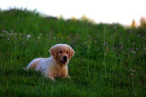 GOLDEN RETRIEVER-amerykańska linia, amerykański, mocny - 2