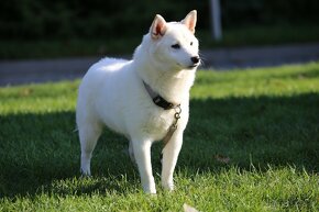 Shiba inu suczka biała - 2