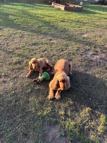 Cocker spaniel - 2