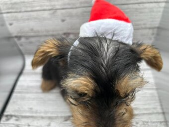 Szczeniaki Yorkie w wieku 11 tygodni - 2