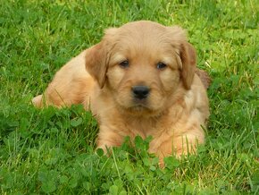 Szczeniaki Golden retriever pieski i suczki - 2