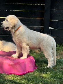 Golden Retriever  chłopiec - 2