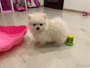 Szpic miniaturowy (Pomeranian) FCI - 2