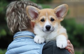 Welsh Corgi Pembroke - 2