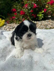 Szczeniak Shih Tzu - 2