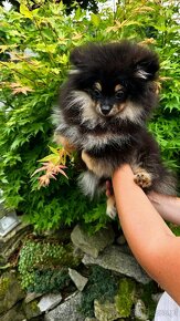 Sunia pomeranian szpic miniaturowy Black and tan - 2