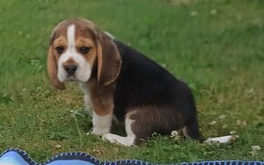 Beagle tricolor - 2