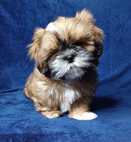 Shih Tzu chłopak złoty z białym - 2