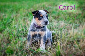 Australian cattle dog - 2