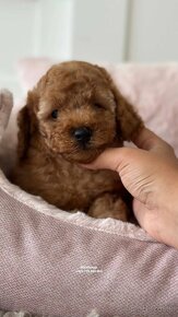 Pudel zabawkowy  / Toy Poodle / Toy Pudle / Той Пудель - 2