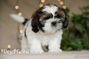 Shih Tzu Tricolor - 2