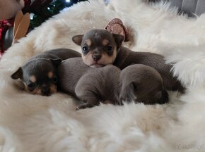 CHIHUAHUA ŚLICZNE SUNIE I PIESKI REZERWACJA NIEBIESKIE BLUE - 2