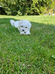 Rasowe Szczenięta Coton de Tulear - 2