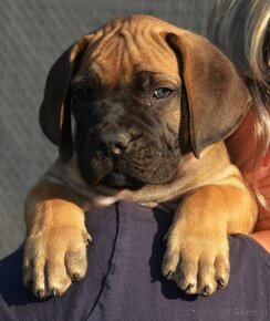 SPRZEDAM szczenieta rasy boerboel - 2